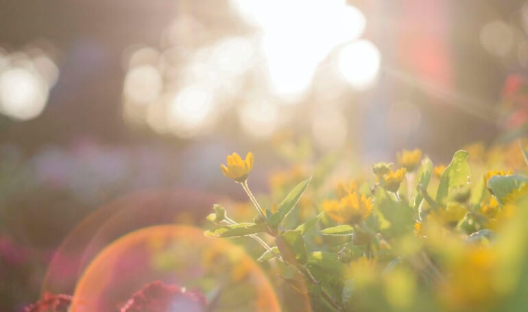 sun light